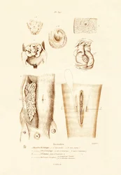 Mammary Glands